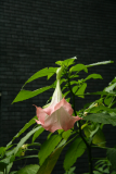 Brugmansia suaveolens 'Pink Beauty' RCP08-07 375.jpg